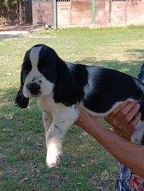 Femmina Cocker Spaniel con Pedigree