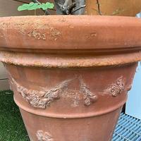 Pianta grande di Limone con Vaso terracotta