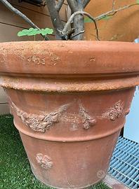 Pianta grande di Limone con Vaso terracotta