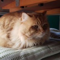 Gatto dolce e coccolone