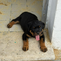 Cuccioli Rottweiler