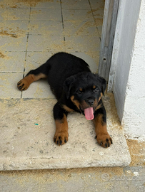 Cuccioli Rottweiler