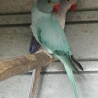 Parrocchetti dal collare