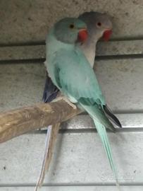 Parrocchetti dal collare