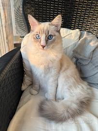 Ragdoll maschio Blue Tabby Colourpoint Mitted
