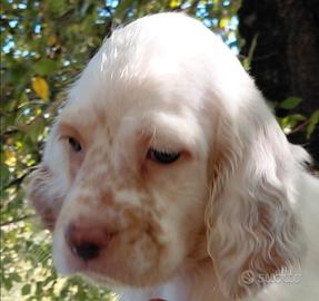 Cuccioli di setter inglesi con pedigree