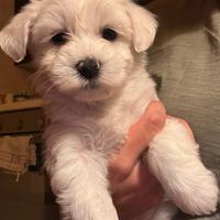 Cucciola di Maltese femmina