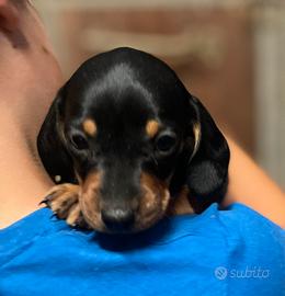 Cuccioli di Bassotto