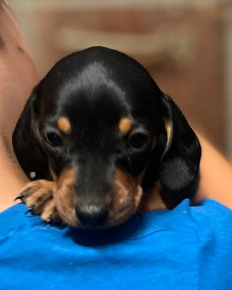 Cuccioli di Bassotto