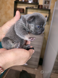 Cuccioli di bulldog francese esotico