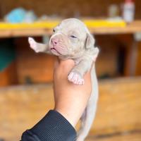 American pitbull terrier