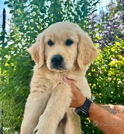 Cucciolo golden retriever