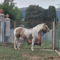 Cavalla brava e affidabile