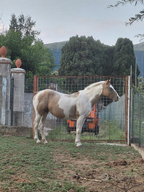 Cavalla brava e affidabile