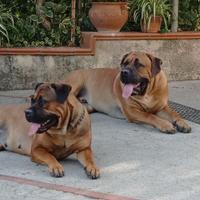 Cuccioli cane Corso XXL