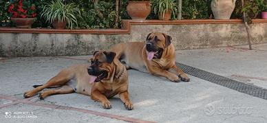 Cuccioli cane Corso XXL