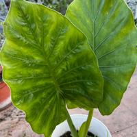 Bellissime piante grandi Orecchie d’Elefante