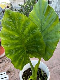 Bellissime piante grandi Orecchie d’Elefante