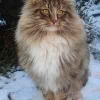 Gatto Siberiano / Norvegese / Maine Coon, Cuccioli