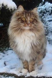 Gatto Siberiano / Norvegese / Maine Coon, Cuccioli