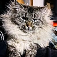 Maschio siberiano da riproduzione