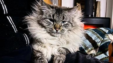 Maschio siberiano da riproduzione