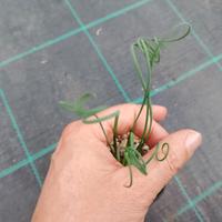 Piante grasse Albuca spiralis (3 piante)