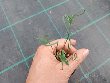 Piante grasse Albuca spiralis (3 piante)