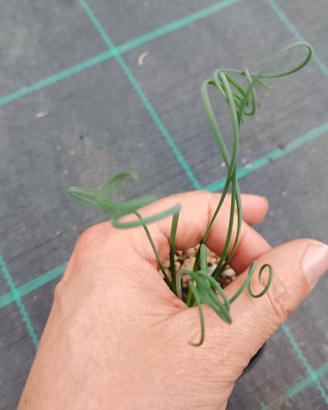 Piante grasse Albuca spiralis (3 piante)