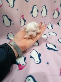 Shih Tzu cucciola bianca taglia molto piccola