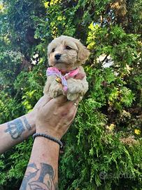 Cuccioli di maltipoo