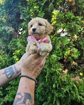 Cuccioli di maltipoo