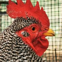 Gallo Amroks