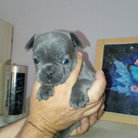 Bulldog francese cuccioli