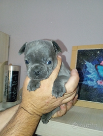 Bulldog francese cuccioli