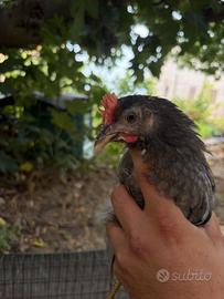 Galli e galline