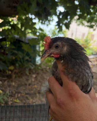 Galli e galline