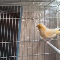 Canarini gialli maschi e giovani allevati a mano