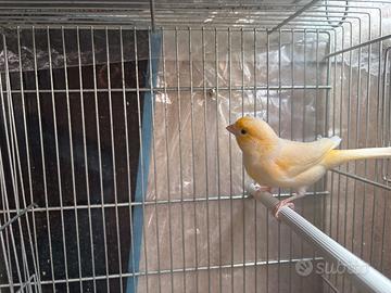 Canarini gialli maschi e giovani allevati a mano