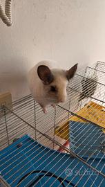 Coppia Cincillà con piccolo