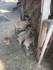Animali