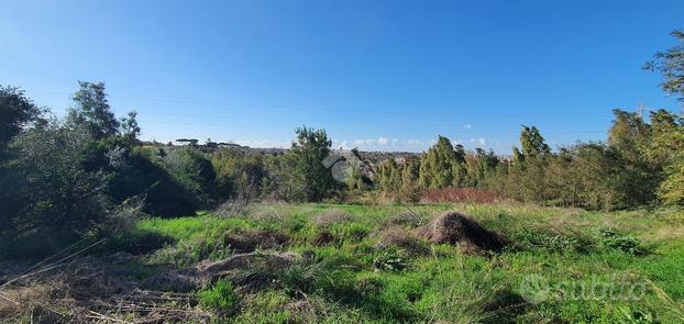 TER. AGRICOLO A ROMA