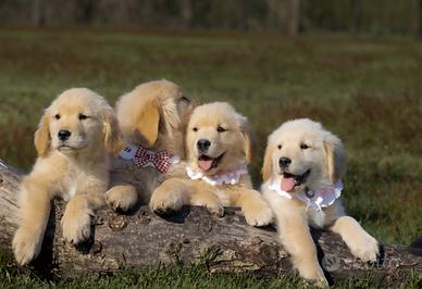 Golden Retriever americano cuccioli con pedigree