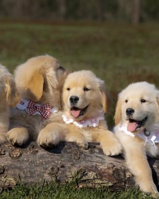 Golden Retriever americano cuccioli con pedigree