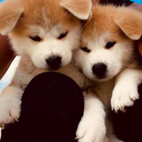 Akita inu con pedigree ENCI