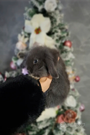 Coniglietta ARIETE NANO BLU