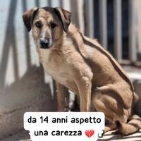 RINCO 14 ANNI taglia media