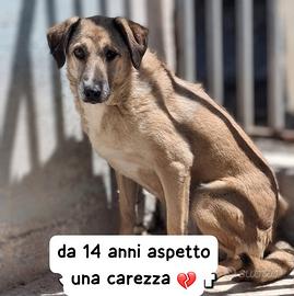 RINCO 14 ANNI taglia media