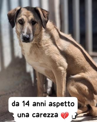 RINCO 14 ANNI taglia media