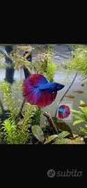 Betta